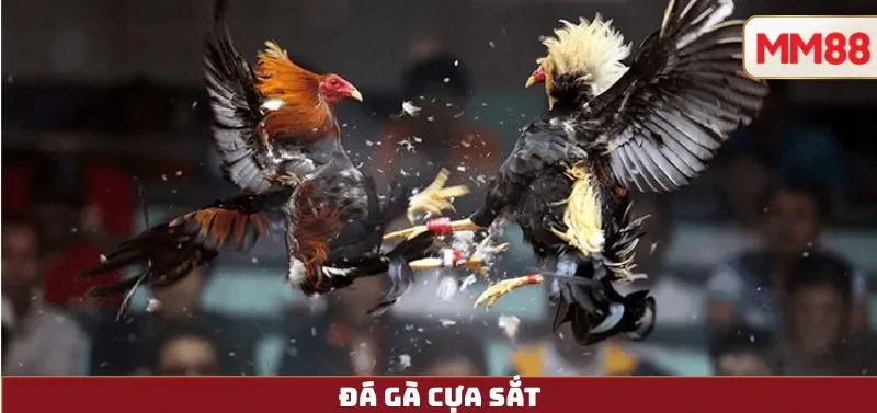 Đá Gà Cựa Sắt